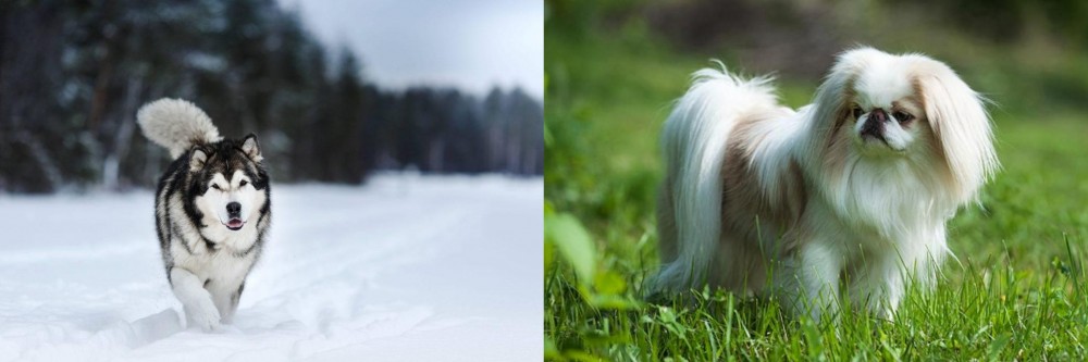 Japanese Chin vs Siberian Husky - Breed Comparison