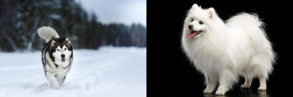 Japanese Spitz vs Siberian Husky - Breed Comparison