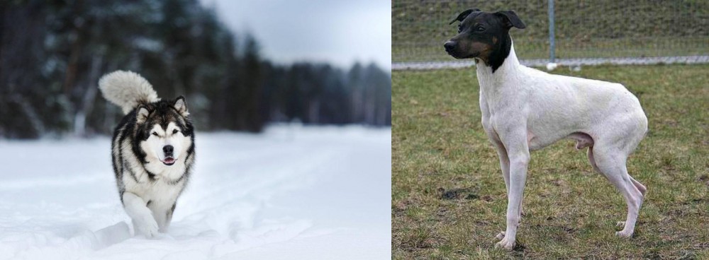 Japanese Terrier vs Siberian Husky - Breed Comparison