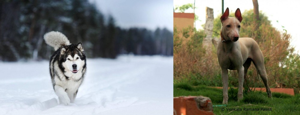 Jonangi vs Siberian Husky - Breed Comparison