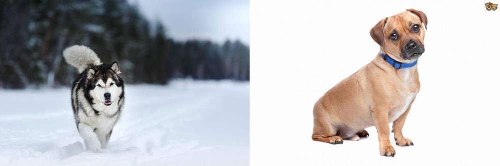 Jug vs Siberian Husky - Breed Comparison