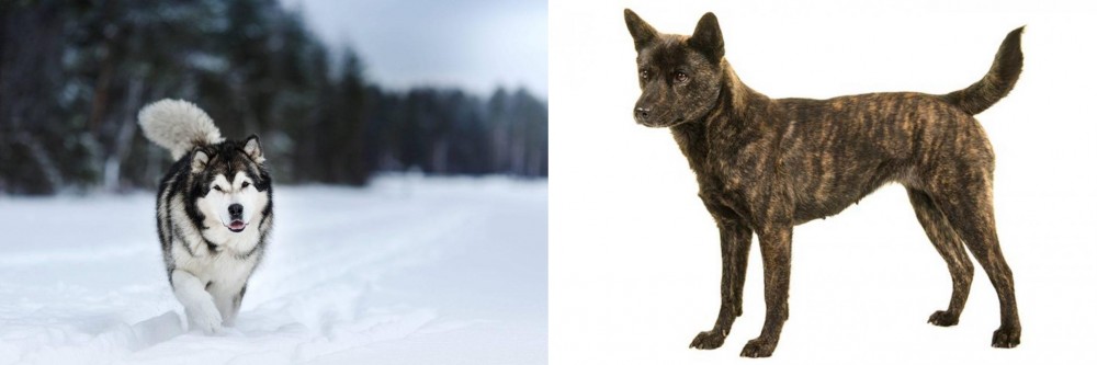 Kai Ken vs Siberian Husky - Breed Comparison