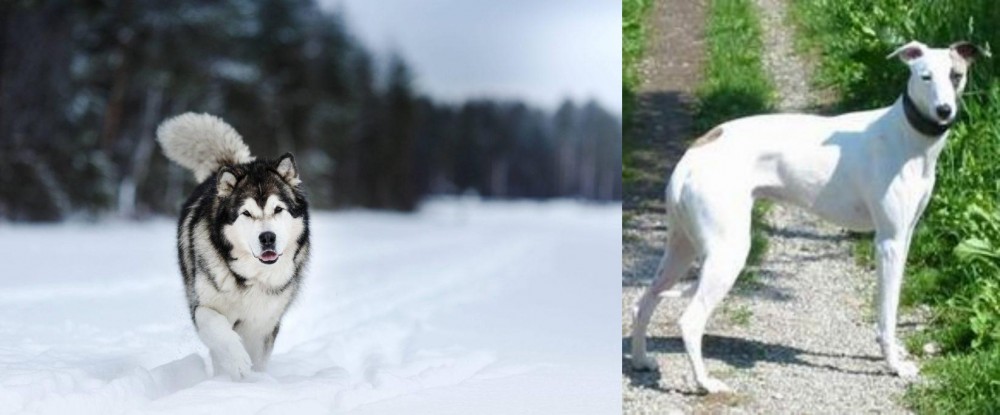 Kaikadi vs Siberian Husky - Breed Comparison