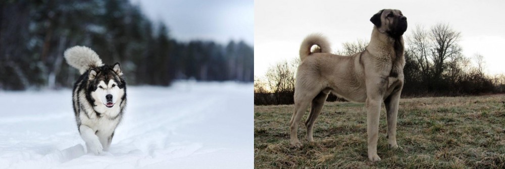 Kangal Dog vs Siberian Husky - Breed Comparison