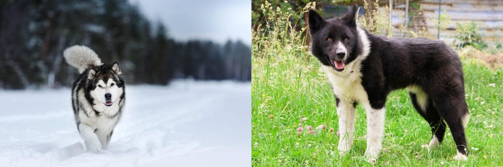 Karelian Bear Dog vs Siberian Husky - Breed Comparison
