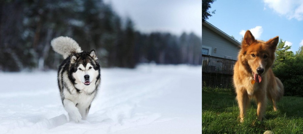 Karelo-Finnish Laika vs Siberian Husky - Breed Comparison