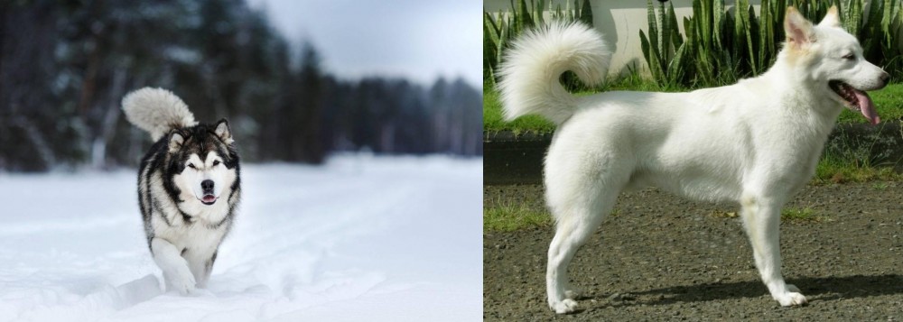 Kintamani vs Siberian Husky - Breed Comparison