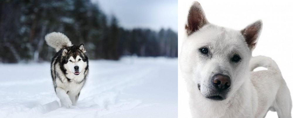 Kishu vs Siberian Husky - Breed Comparison