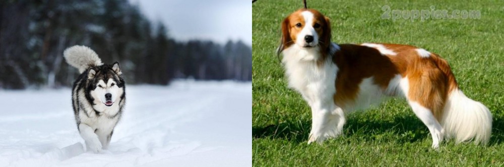 Kooikerhondje vs Siberian Husky - Breed Comparison