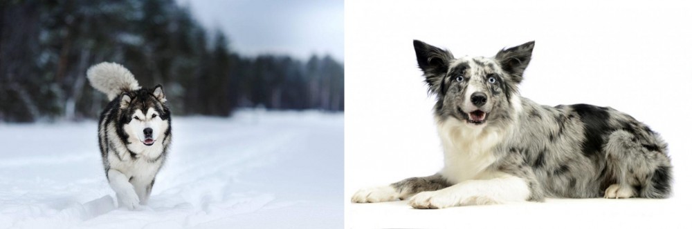 Koolie vs Siberian Husky - Breed Comparison