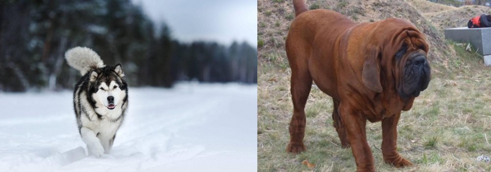 Korean Mastiff vs Siberian Husky - Breed Comparison