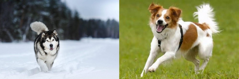 Kromfohrlander vs Siberian Husky - Breed Comparison