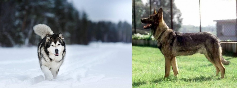 Kunming Dog vs Siberian Husky - Breed Comparison