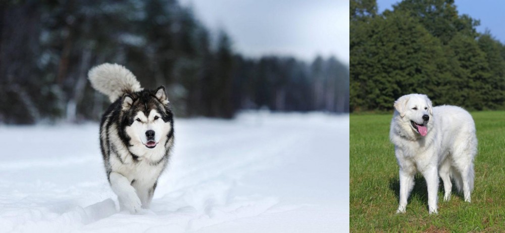 Kuvasz vs Siberian Husky - Breed Comparison