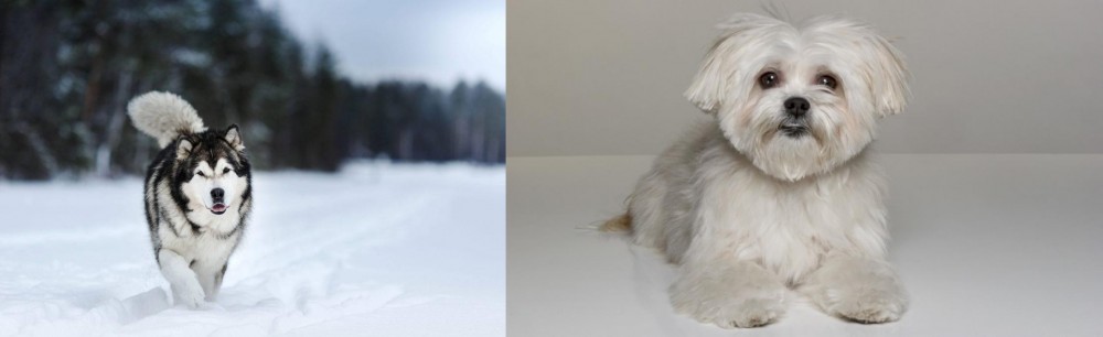 Kyi-Leo vs Siberian Husky - Breed Comparison