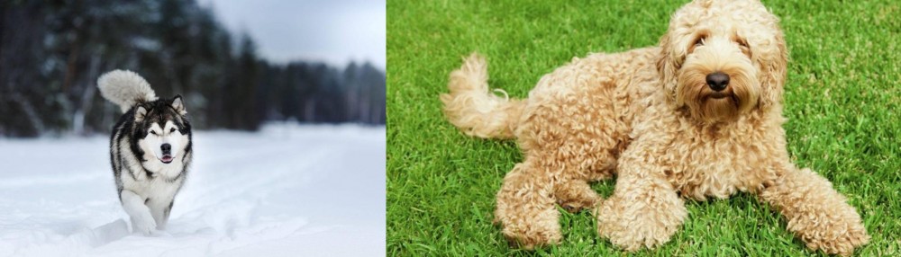 Labradoodle vs Siberian Husky - Breed Comparison