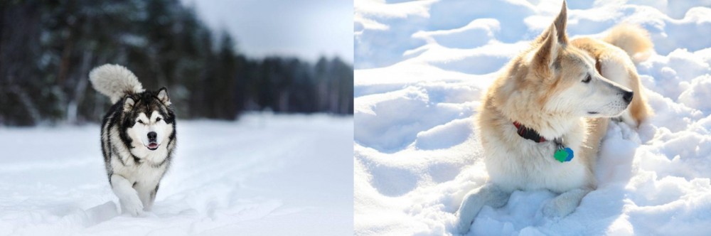 Labrador Husky vs Siberian Husky - Breed Comparison