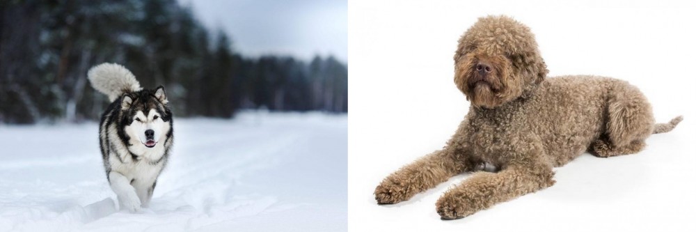 Lagotto Romagnolo vs Siberian Husky - Breed Comparison