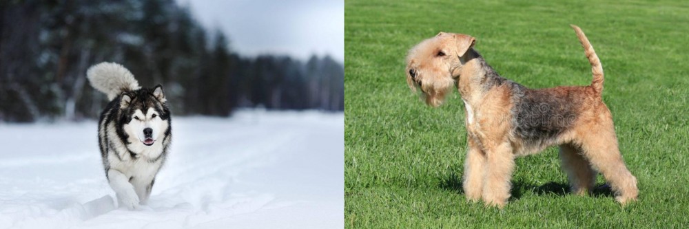 Lakeland Terrier vs Siberian Husky - Breed Comparison