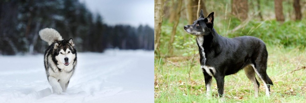 Lapponian Herder vs Siberian Husky - Breed Comparison