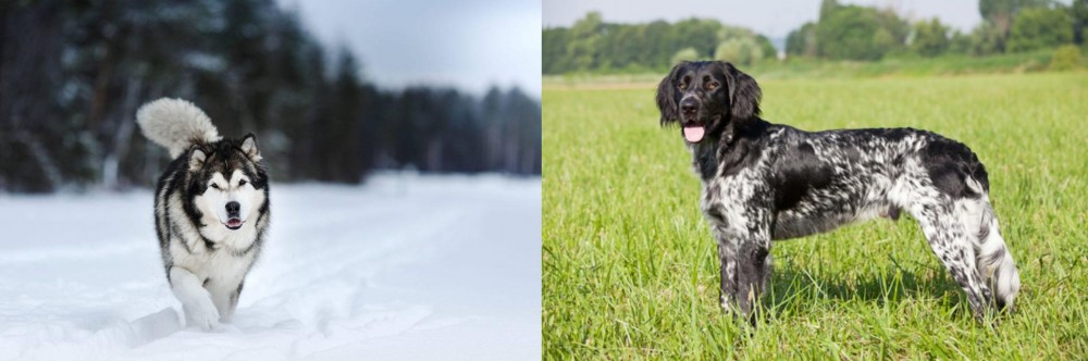 Large Munsterlander vs Siberian Husky - Breed Comparison