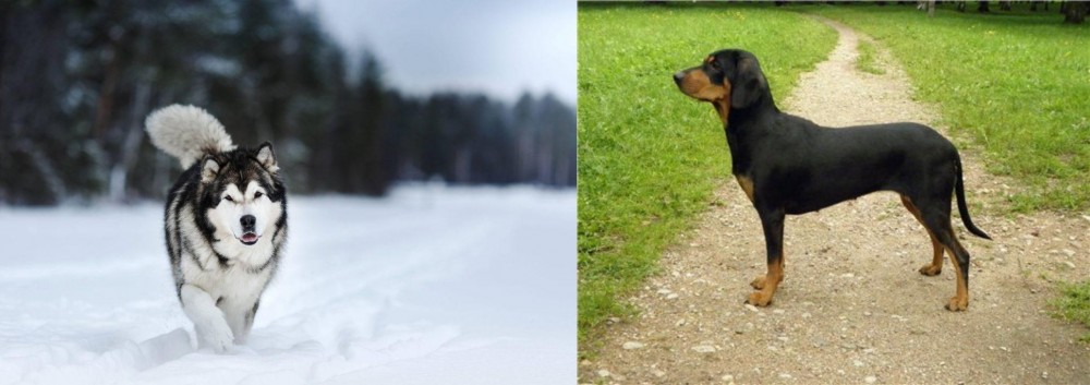 Latvian Hound vs Siberian Husky - Breed Comparison