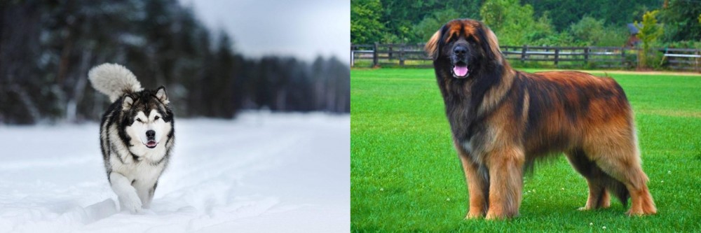 Leonberger vs Siberian Husky - Breed Comparison