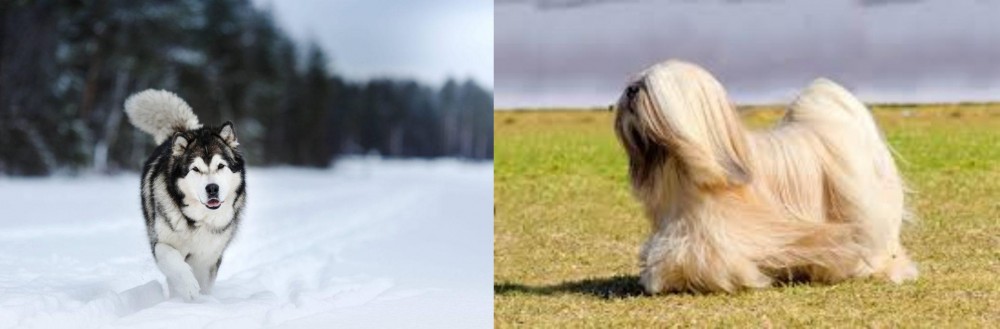 Lhasa Apso vs Siberian Husky - Breed Comparison