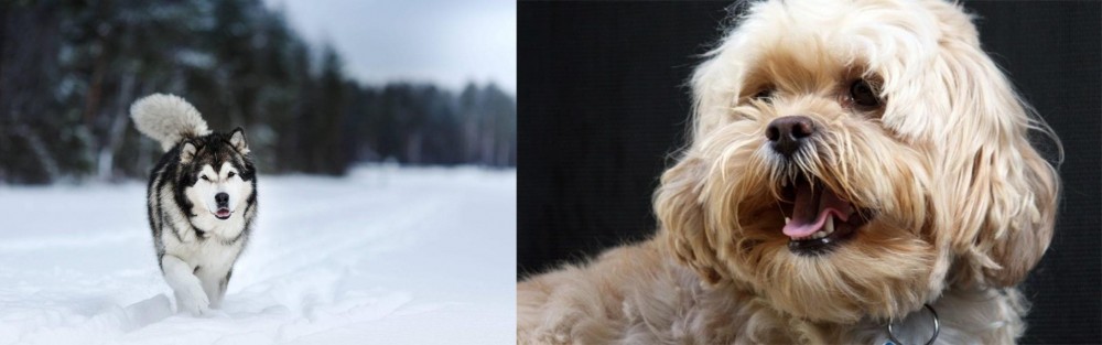 Lhasapoo vs Siberian Husky - Breed Comparison