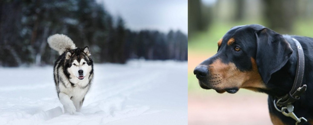 Lithuanian Hound vs Siberian Husky - Breed Comparison