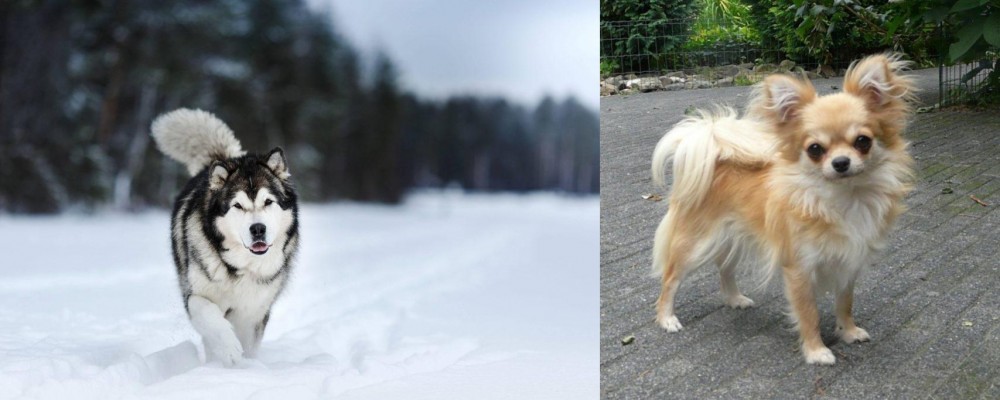 Long Haired Chihuahua vs Siberian Husky - Breed Comparison