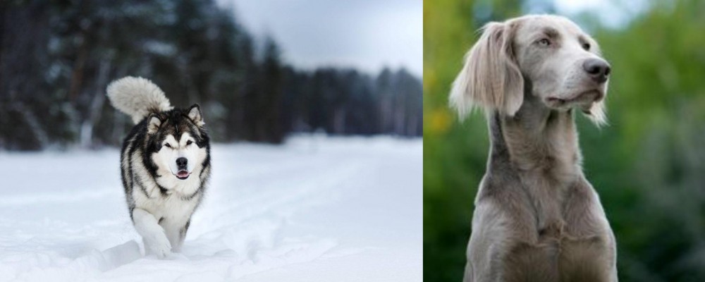 Longhaired Weimaraner vs Siberian Husky - Breed Comparison