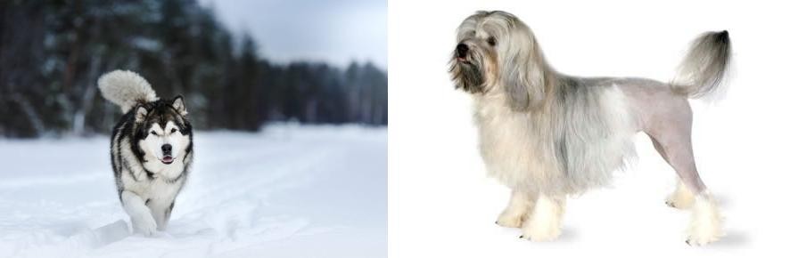 Lowchen vs Siberian Husky - Breed Comparison
