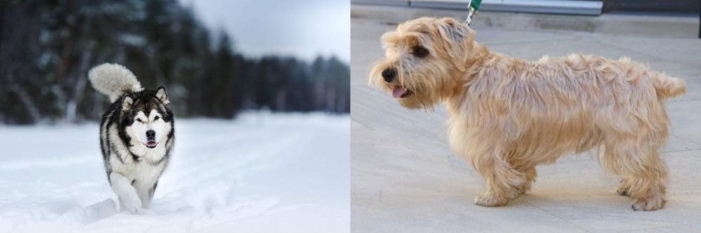 Lucas Terrier vs Siberian Husky - Breed Comparison