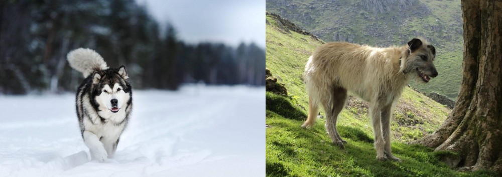 Lurcher vs Siberian Husky - Breed Comparison
