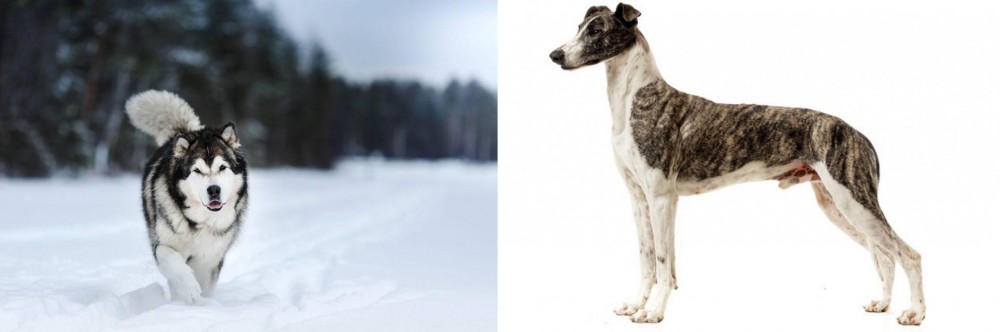 Magyar Agar vs Siberian Husky - Breed Comparison