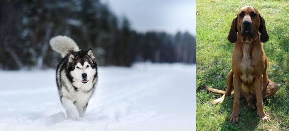 Majestic Tree Hound vs Siberian Husky - Breed Comparison