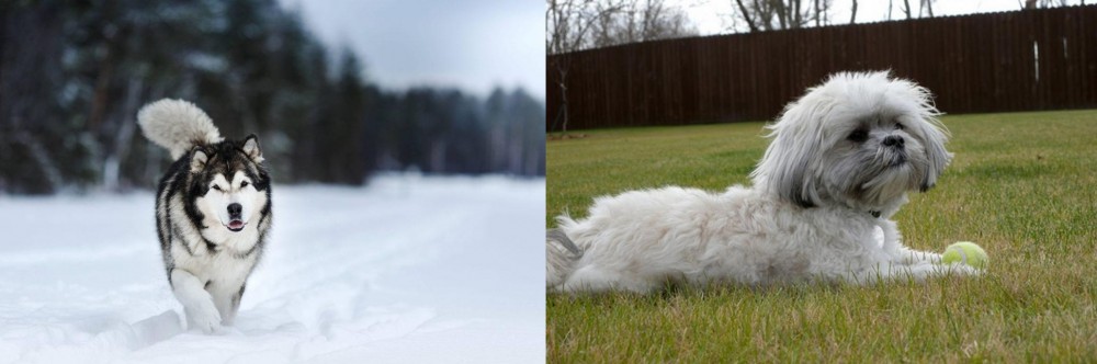 Mal-Shi vs Siberian Husky - Breed Comparison