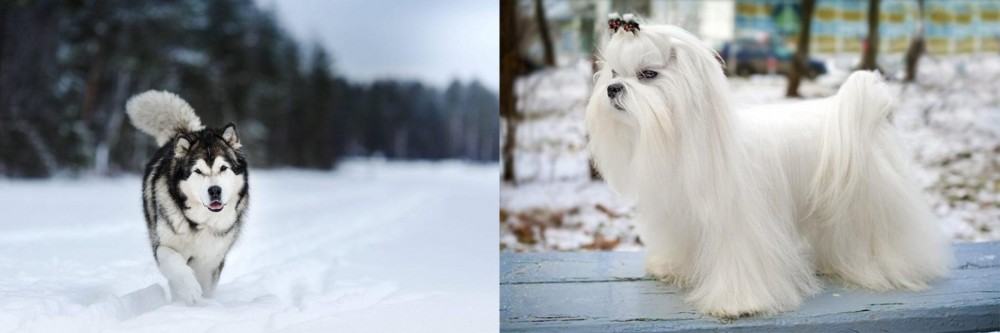 Maltese vs Siberian Husky - Breed Comparison