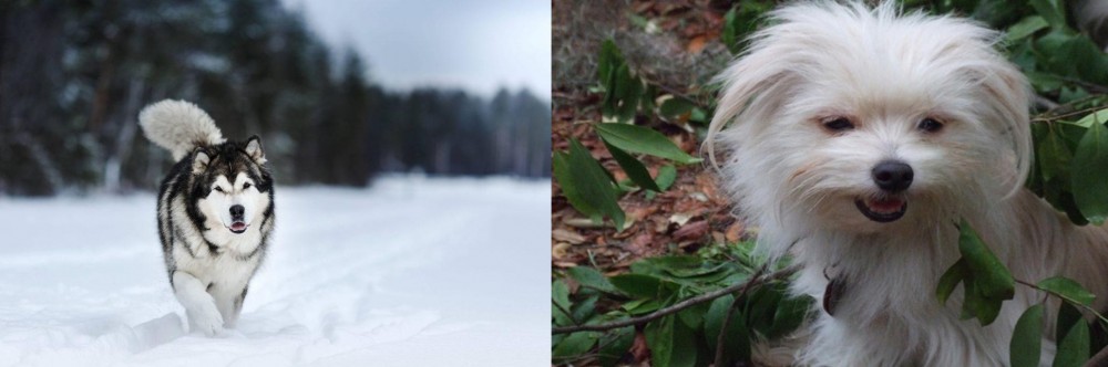 Malti-Pom vs Siberian Husky - Breed Comparison