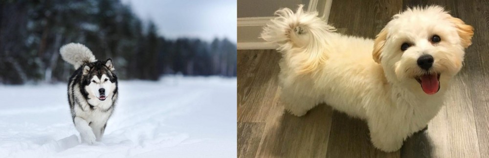 Maltipoo vs Siberian Husky - Breed Comparison