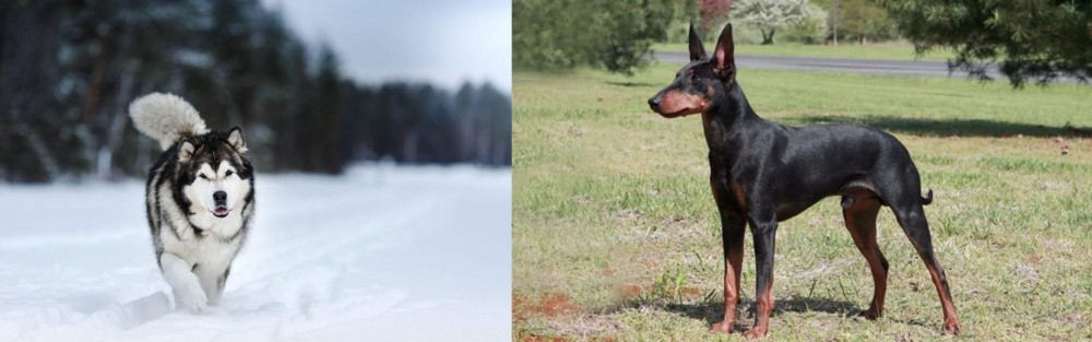 Manchester Terrier vs Siberian Husky - Breed Comparison