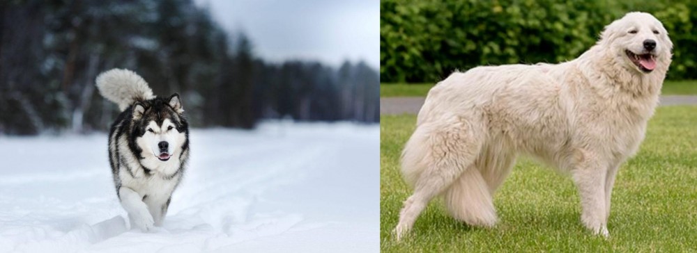 Maremma Sheepdog vs Siberian Husky - Breed Comparison