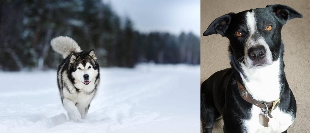 McNab vs Siberian Husky - Breed Comparison