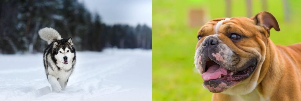 Miniature English Bulldog vs Siberian Husky - Breed Comparison