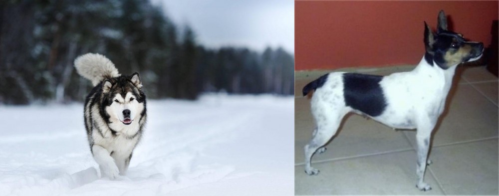 Miniature Fox Terrier vs Siberian Husky - Breed Comparison
