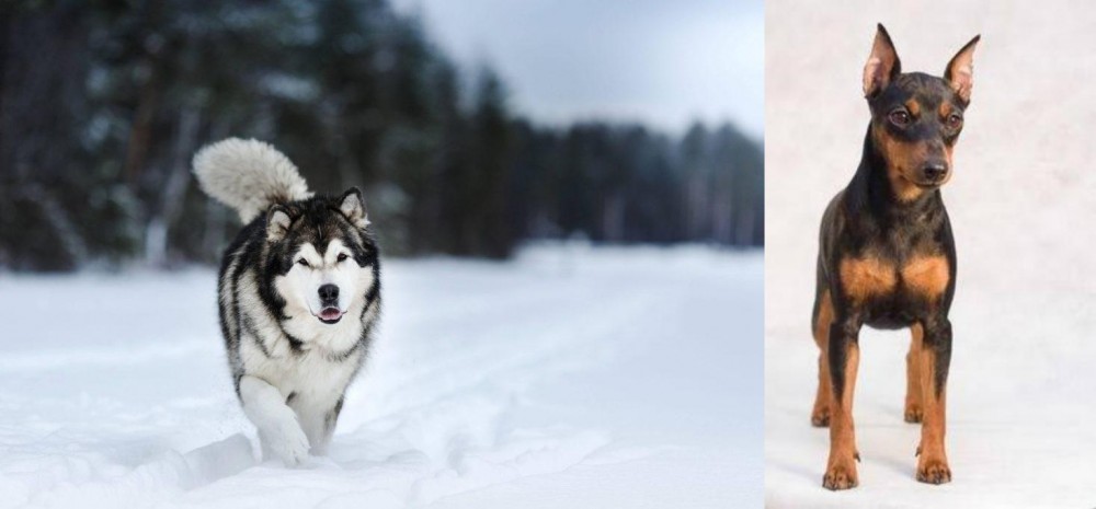 Miniature Pinscher vs Siberian Husky - Breed Comparison