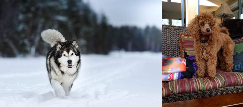 Miniature Poodle vs Siberian Husky - Breed Comparison