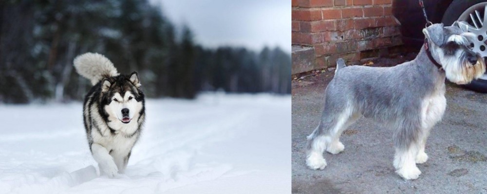 Miniature Schnauzer vs Siberian Husky - Breed Comparison