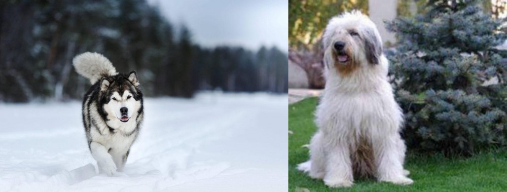 Mioritic Sheepdog vs Siberian Husky - Breed Comparison